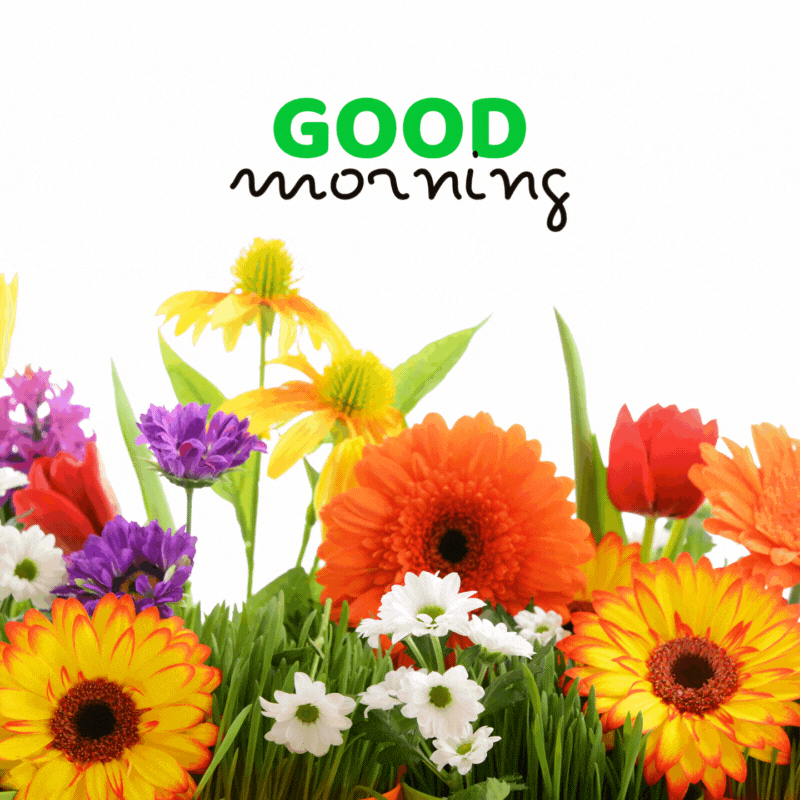 good morning gif flower