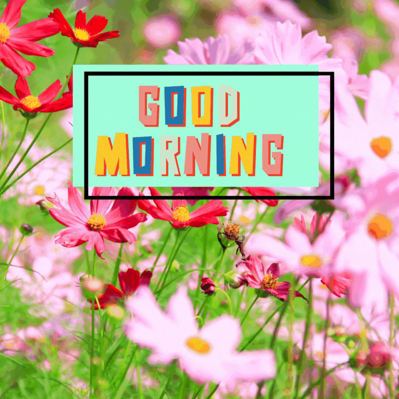 morning flowers gif