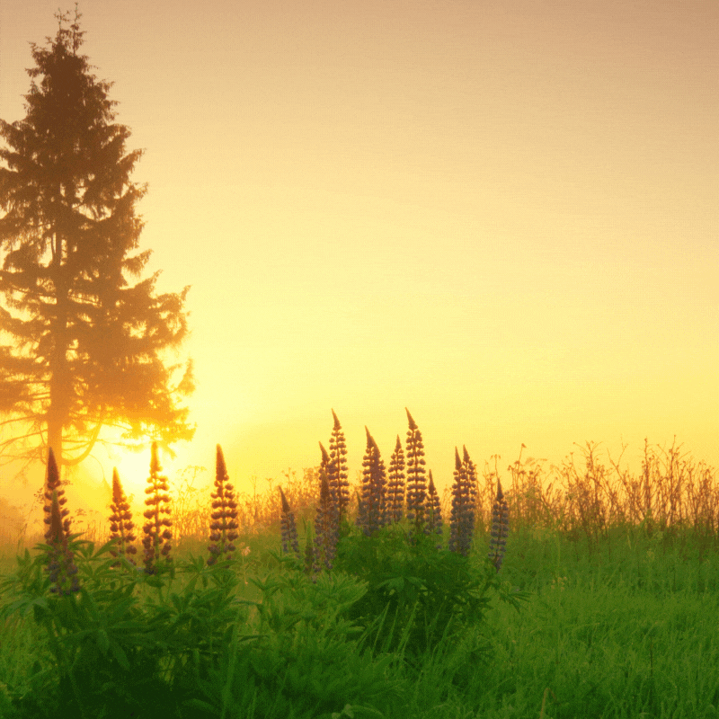 good morning beautiful gif