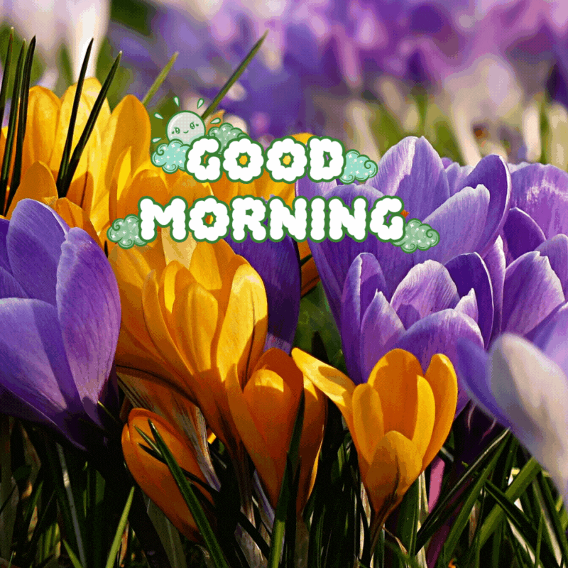good morning flower gif