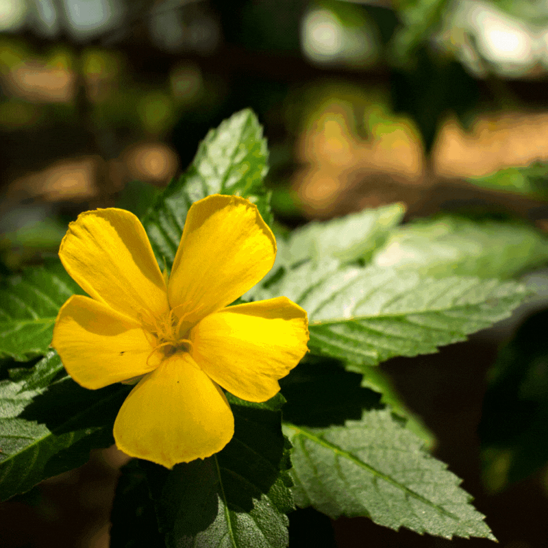 gif flower good morning