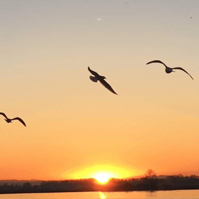good morning gif sun